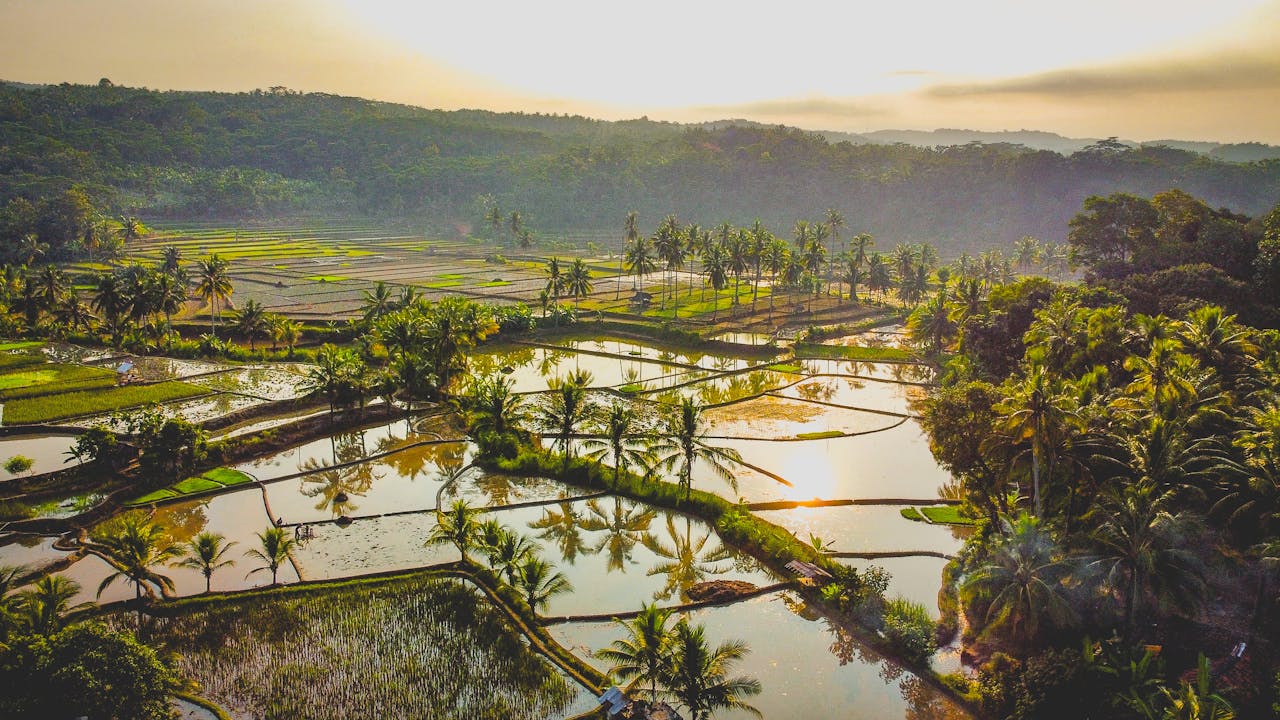 Ricefield